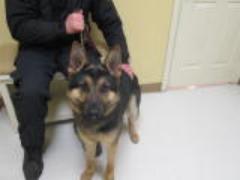 Blade Butler City Police Canine
